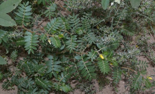 puncture vine