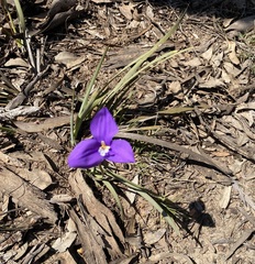 Patersonia occidentalis