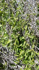 Diplolepis geminiflora