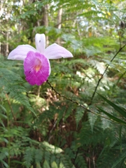 Arundina graminifolia