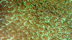 Galaxea fascicularis