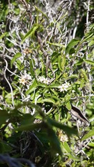 Diplolepis geminiflora