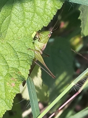 Conocephalus maculatus