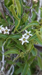 Diplolepis geminiflora