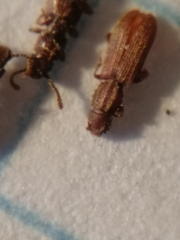 Oryzaephilus surinamensis