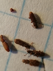 Oryzaephilus surinamensis