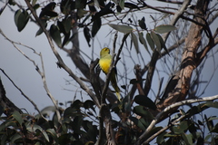 Neophema chrysostoma