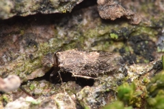Echmepteryx