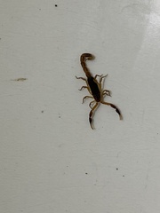 Uroplectes triangulifer