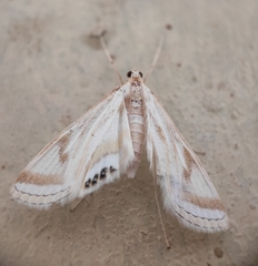 Eoophyla