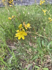 Bulbine
