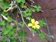 Oxalis exilis