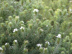 Westringia fruticosa