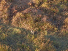 Leptailurus serval serval