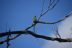 Neophema chrysostoma