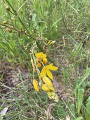 Bulbine