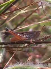 Acrididae