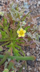 Oxalis laxa