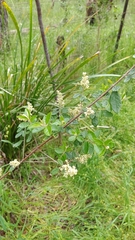 Pomaderris racemosa