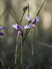 Diuris daltonii