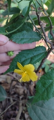 Pavonia sepium