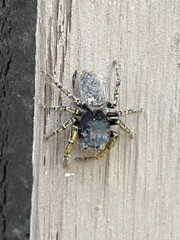 Phidippus mystaceus