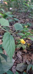 Pavonia sepium