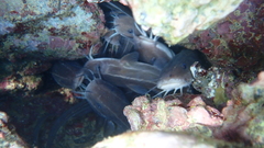 Plotosus lineatus