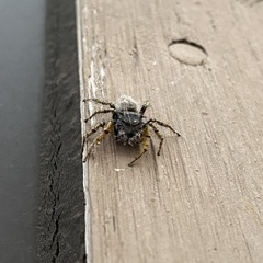 Phidippus mystaceus