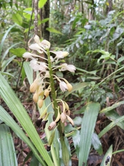 Calanthe