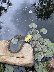 Nymphaea mexicana