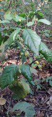 Pavonia sepium