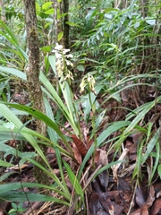 Calanthe