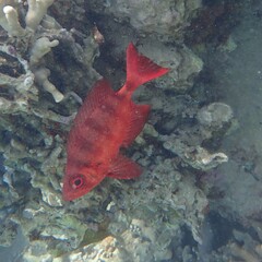 Priacanthus hamrur