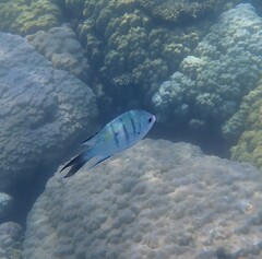Abudefduf whitleyi