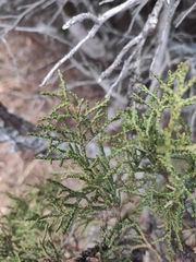 Juniperus pseudosabina