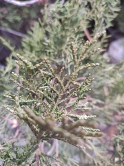 Juniperus pseudosabina