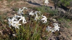Leucocoryne talinensis