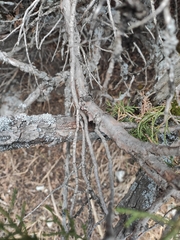 Juniperus pseudosabina