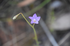 Wahlenbergia gracilis