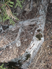 Juniperus pseudosabina