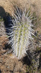 Trichocereus chiloensis