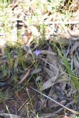 Wahlenbergia gracilis