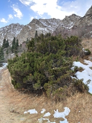 Juniperus pseudosabina