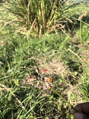 Tulbaghia acutiloba
