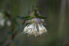 Pimelea pagophila