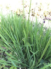 Tulbaghia acutiloba