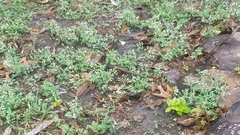 Parthenium hysterophorus