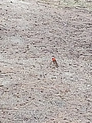 Foudia madagascariensis