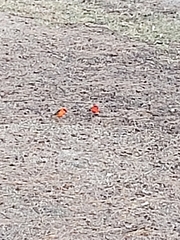 Foudia madagascariensis